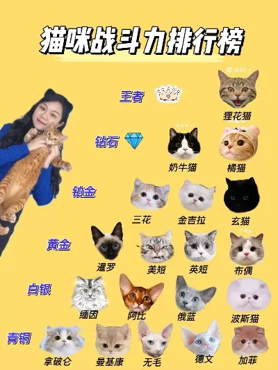 手游猫咪推荐排行榜-猫咪手游推荐排行