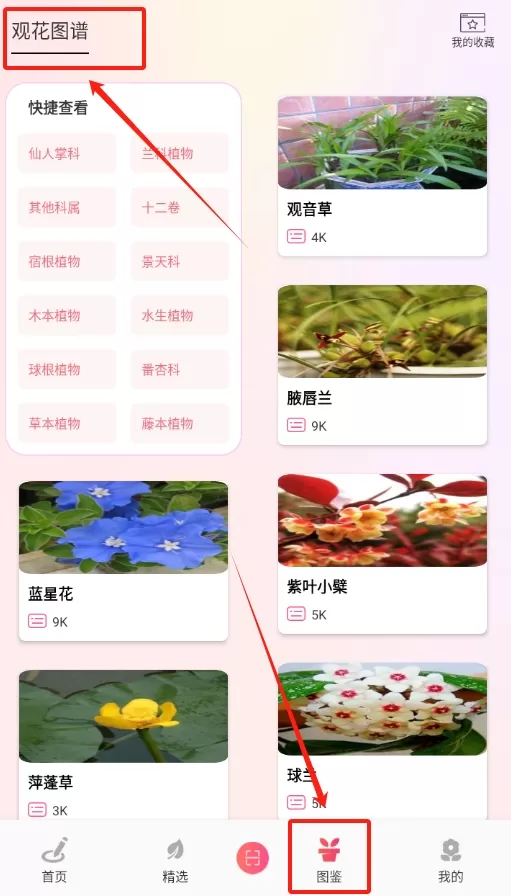 养花大掌柜