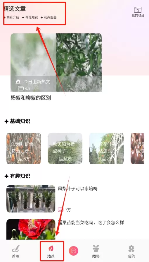 养花大掌柜