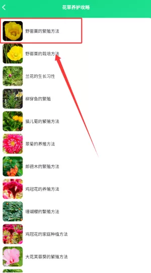 点点花儿
