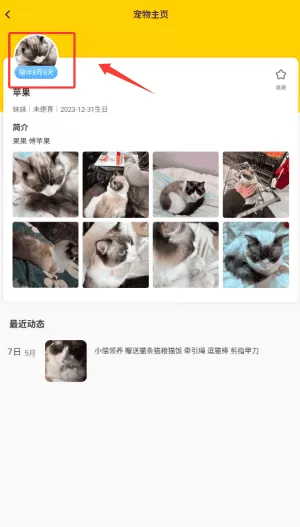 有只宠物