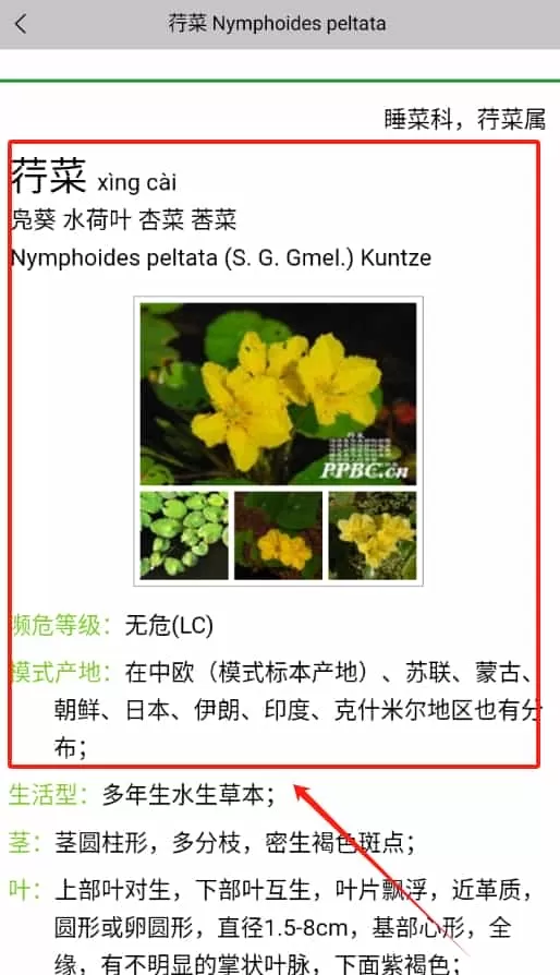 晓草草原植物识别