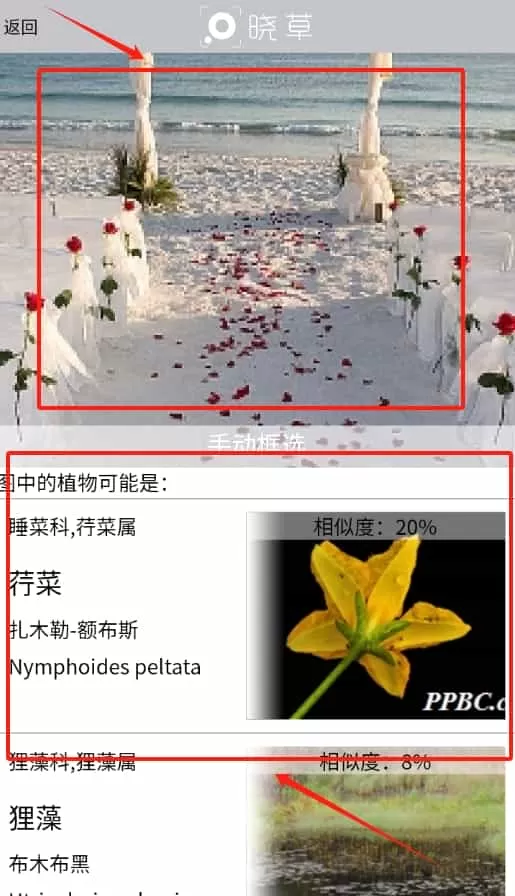 晓草草原植物识别