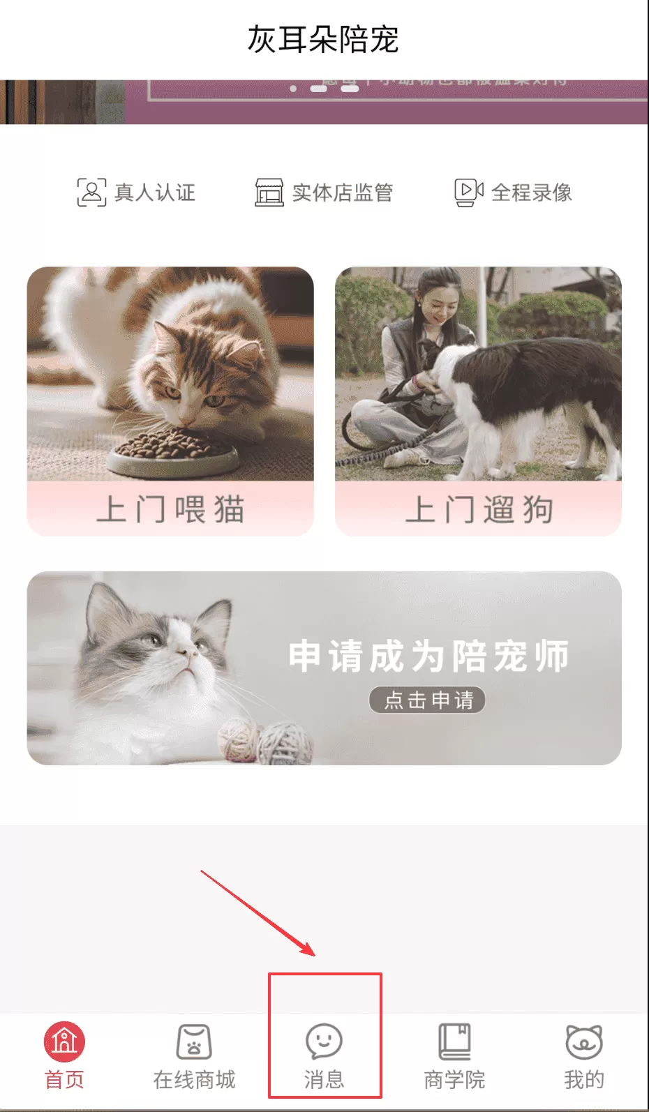灰耳朵陪宠