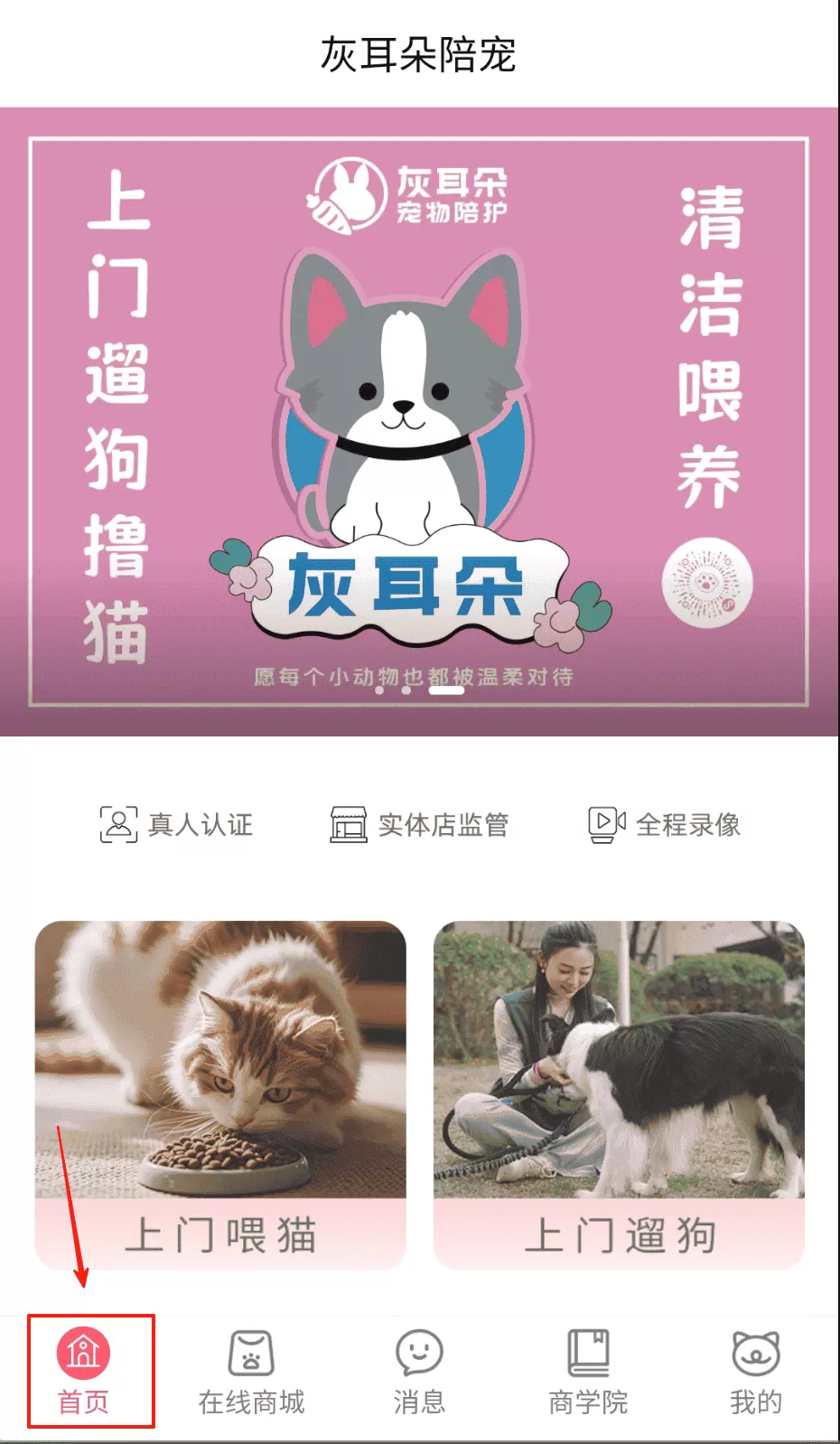 灰耳朵陪宠