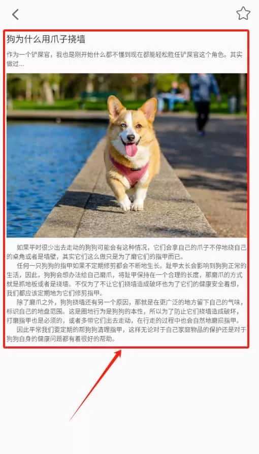 宠物日常