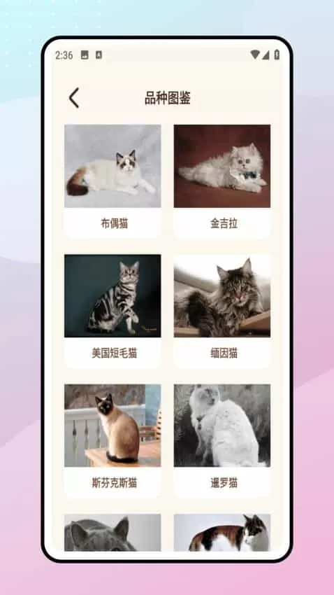 Peppycat宠物翻译器