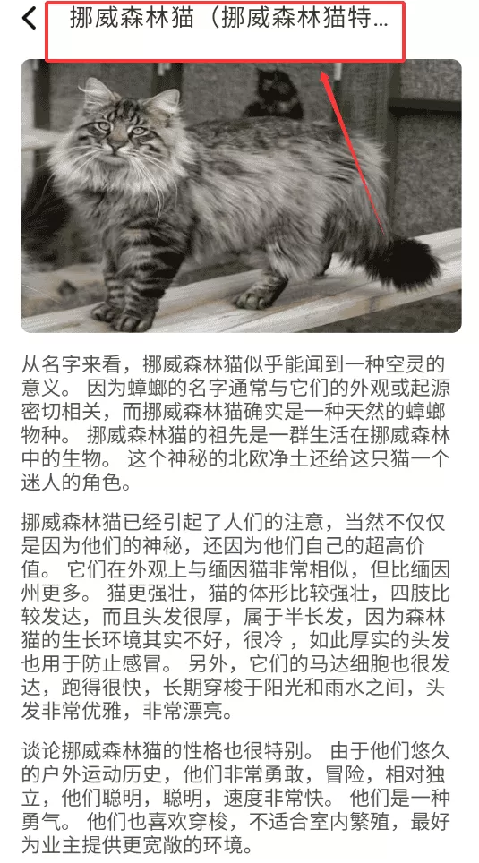 宠趣点点