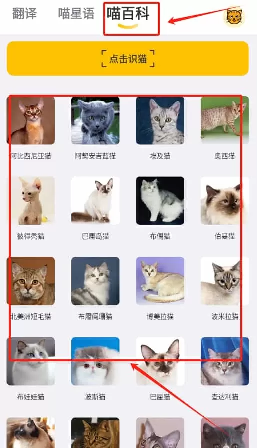 猫语翻译大全